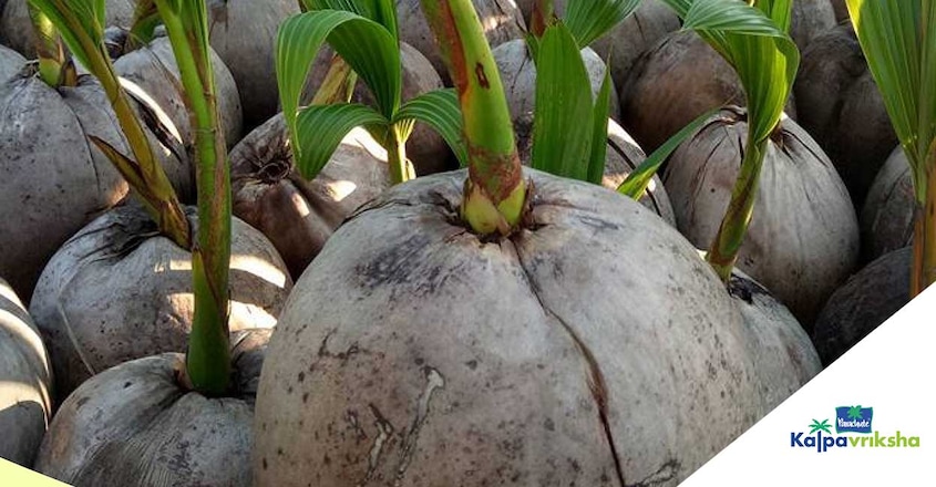 Coconut-Day-webinar3 Coconut-Day-webinar3