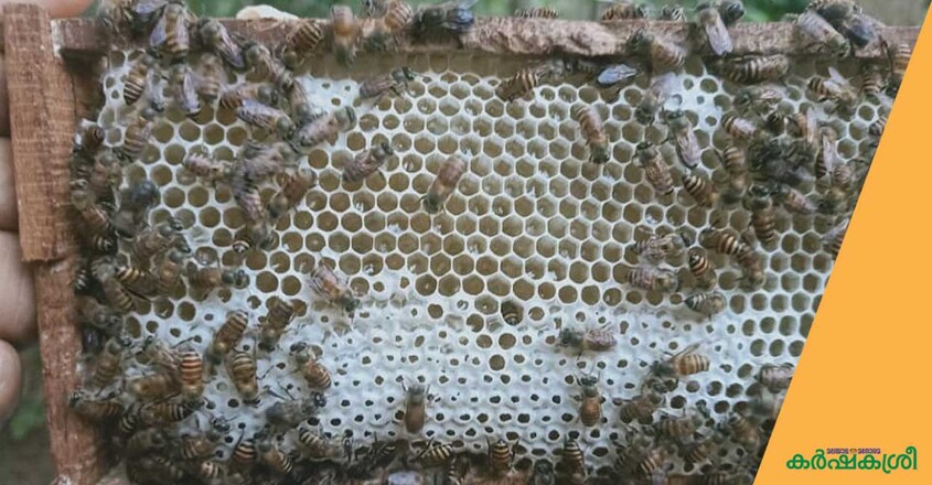honey-bee honey-bee