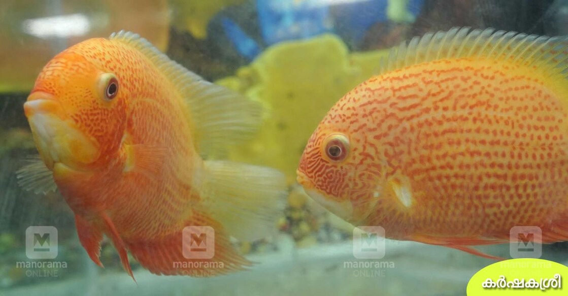 ornamental-fish-severum
