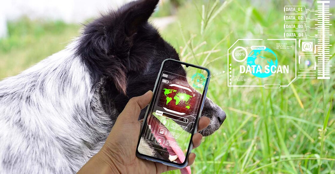 ai-animal-treatment Image credit: t:tanit boonruen/iStockPhoto