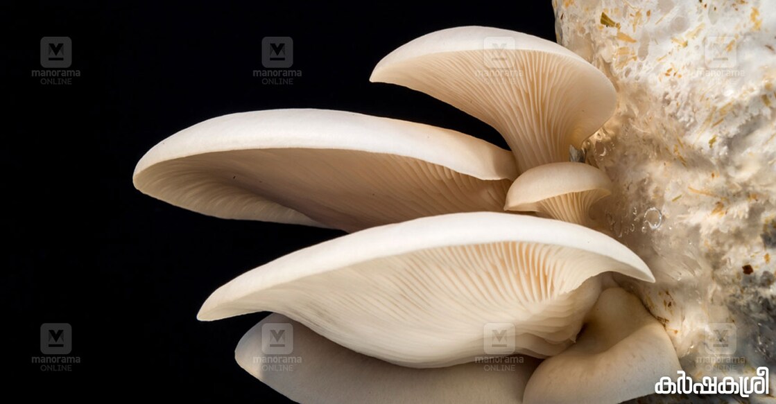 mushroom-seminar