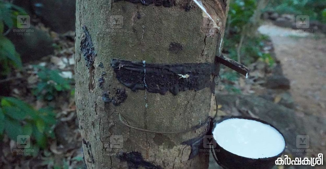 rubber-1 റബർ. ഫോട്ടോ∙കർഷകശ്രീ