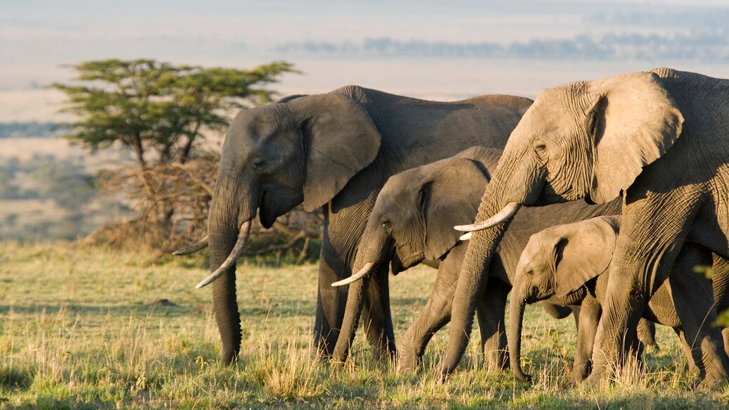 1128748845 African Elephants on the Masai Mara, Kenya, Africa