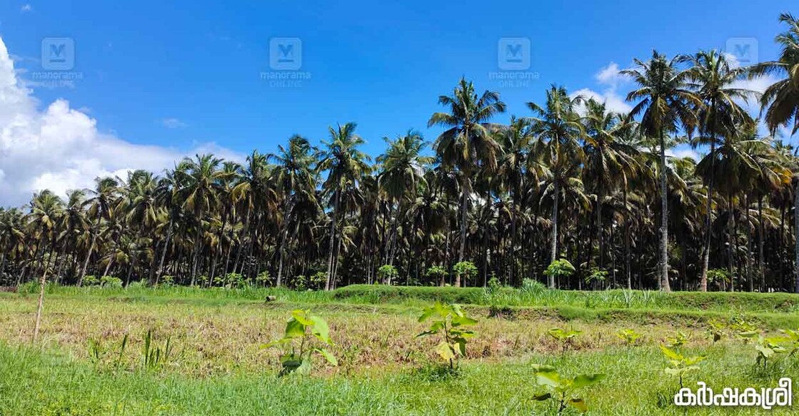 coconut-1 Representational image