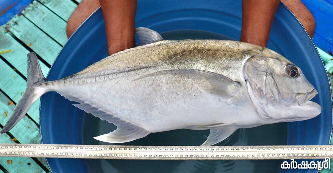 vatta-fish