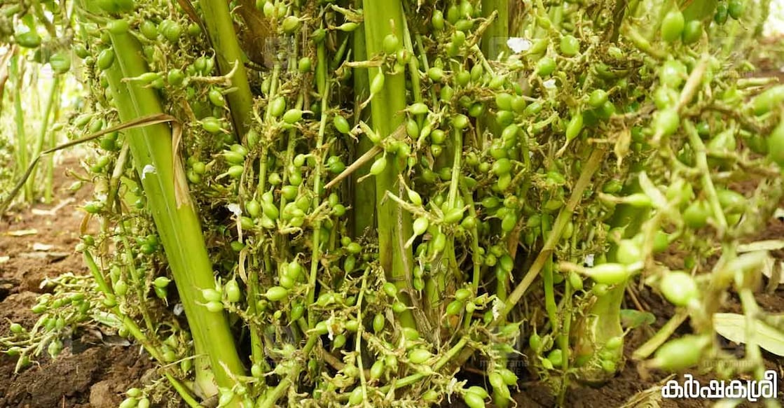 cardamom cardamom