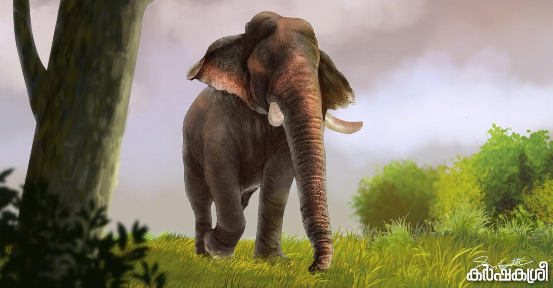 elephant-1