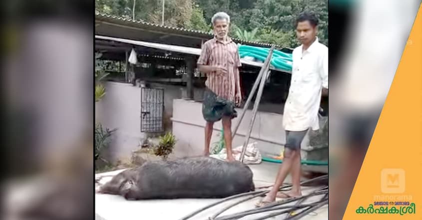 pig-farm pig-farm