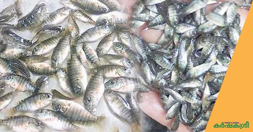 tilapia-fish tilapia-fish