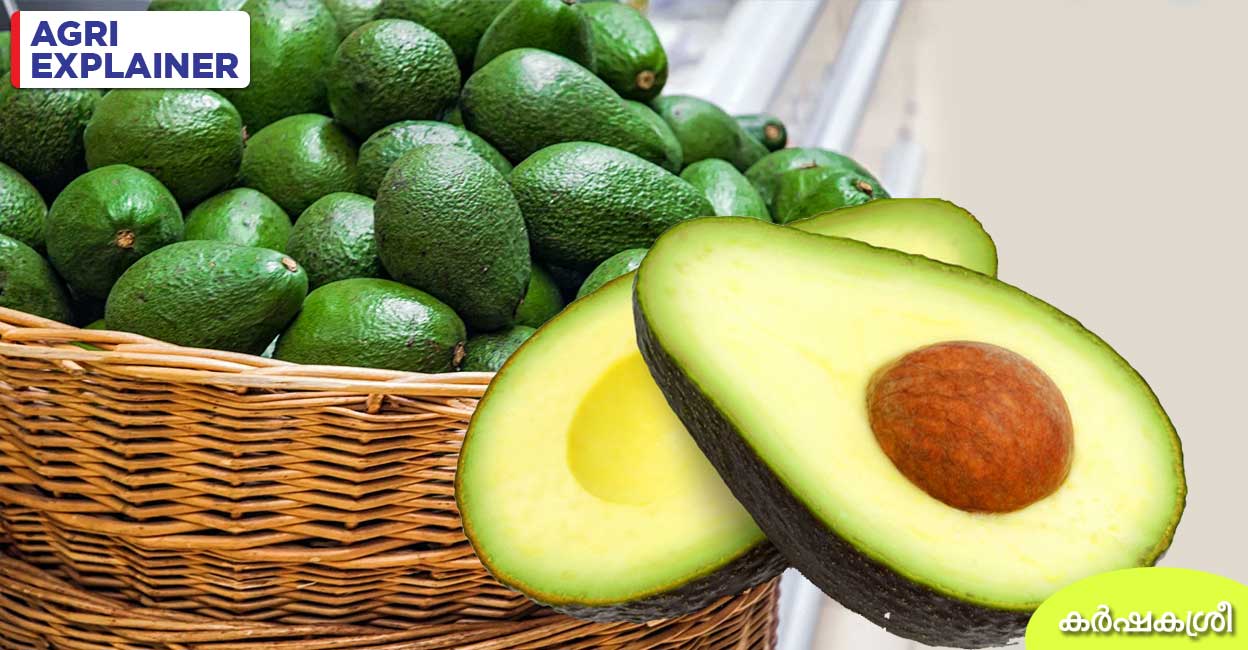 ജരാനര ചെറുക്കുന്ന അവ്ക്കാഡോ, നാളത്തെ വാണിജ്യവിള? വാണിജ്യക്കൃഷി സാധ്യമോ? Avocado cultivation