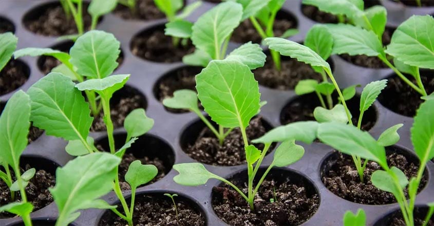 cabbage-seedlings-1 cabbage-seedlings-1