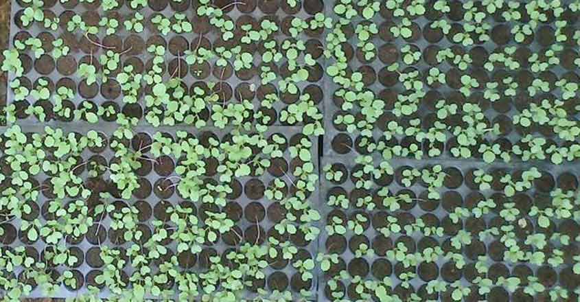 cabbage-seedlings cabbage-seedlings