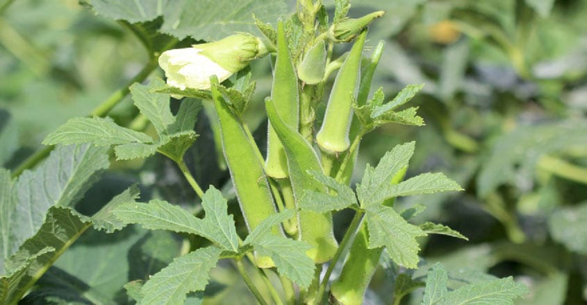 okra-plant okra-plant