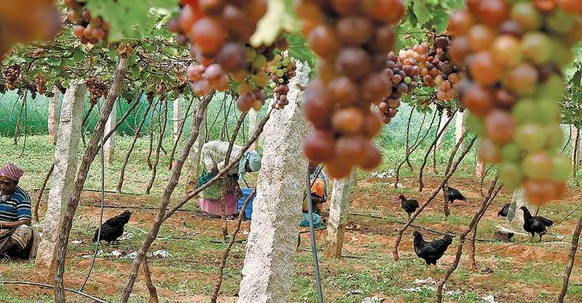 vineyards-tenkasi4 vineyards-tenkasi4