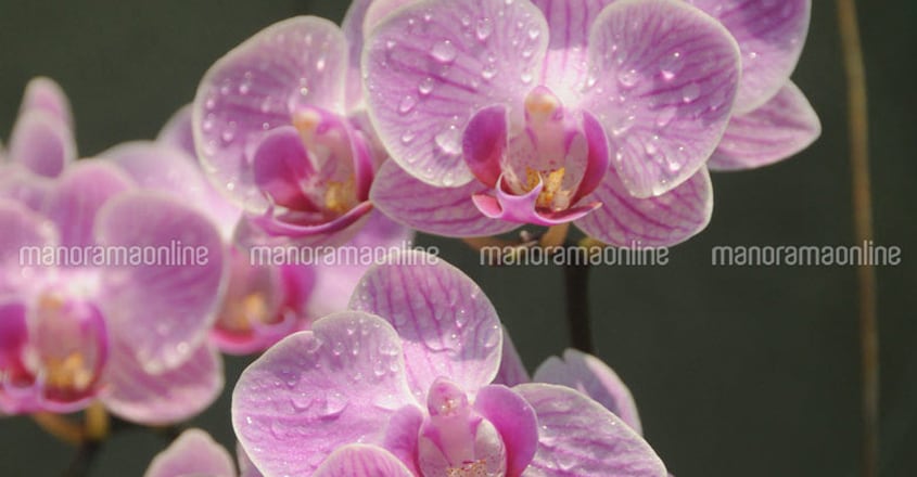 orchid-flower orchid-flower