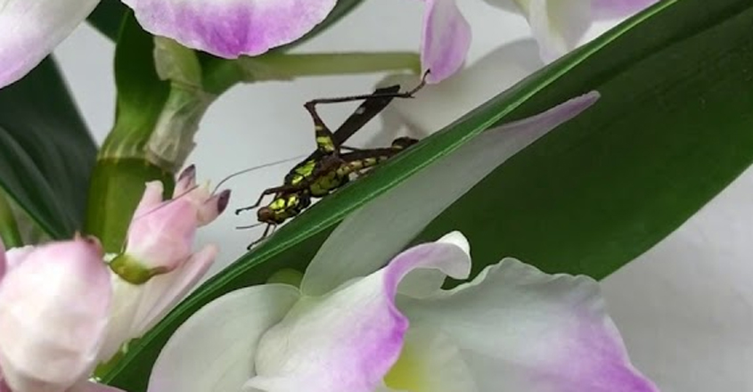 Parumanatta Insect ചെറുപ്രാണിശല്യം ഒഴിവാക്കാം