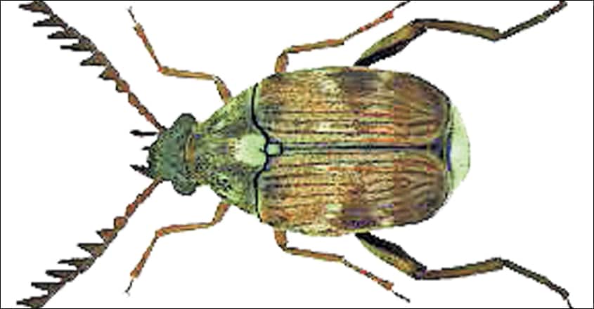 Pulse-beetle Pulse-beetle