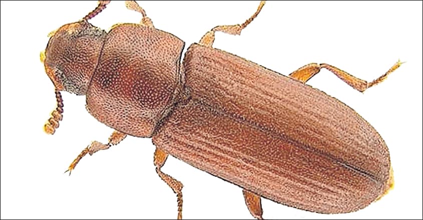Red-flour-beetle Red-flour-beetle
