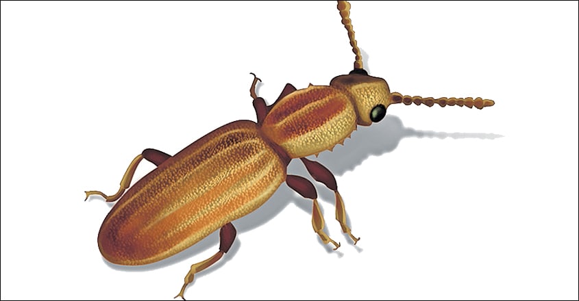 Saw-toothed-grain-beetle Saw-toothed-grain-beetle