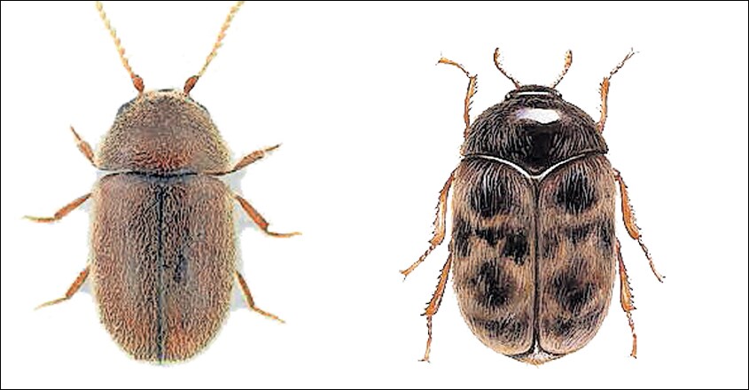 bee bee
