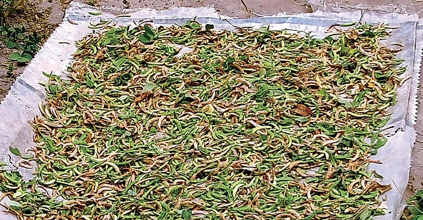 summer-crops2 summer-crops2