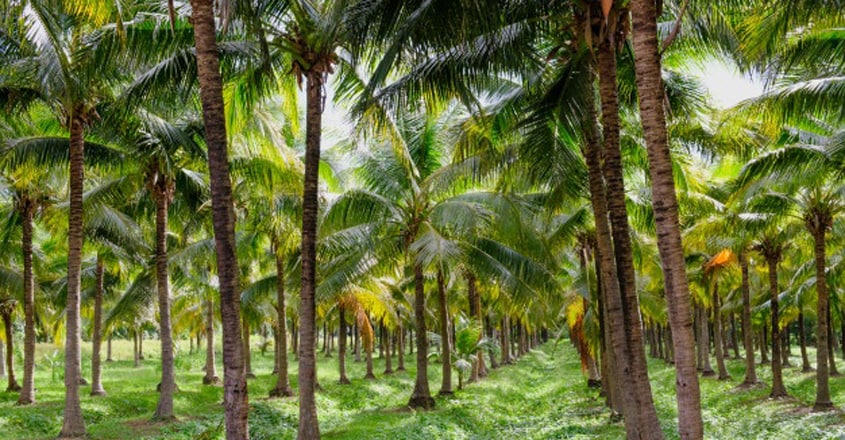 മൂന്നു മാസമായ തെങ്ങിനു വളം | Fertilizer For Coconut Tree
