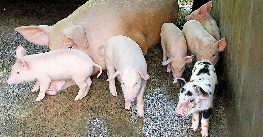 new-pig new-pig