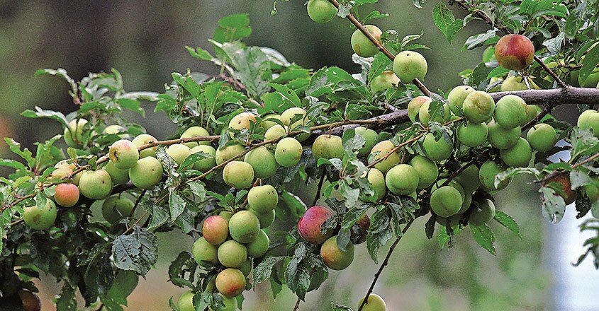 plum37 plum37