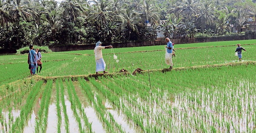 AGRI-installation-of-trichogramma-egg-cards-2 AGRI-installation-of-trichogramma-egg-cards-2