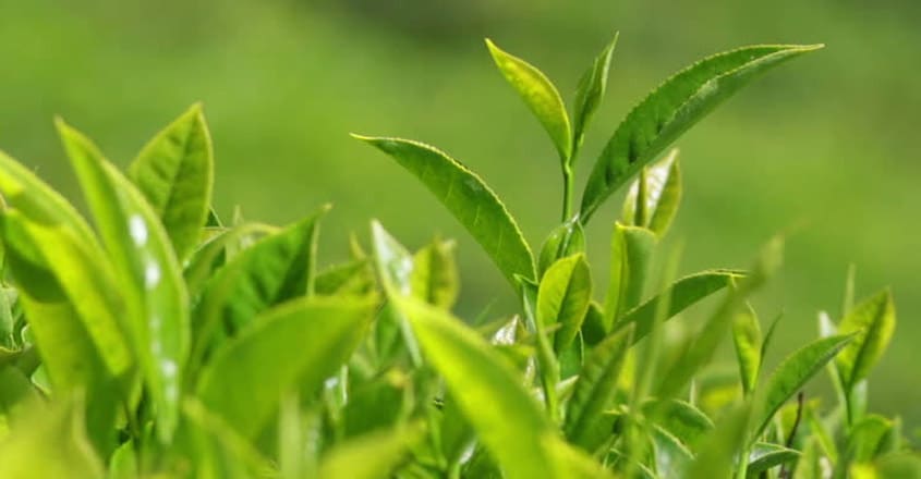 tea-plant tea-plant