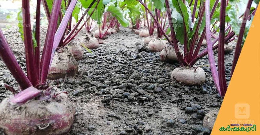 beet-root beet-root
