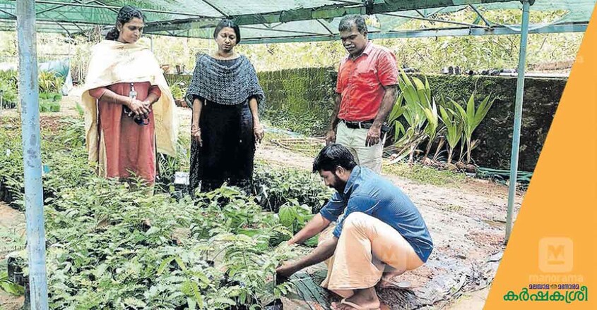 tree-for-garden tree-for-garden