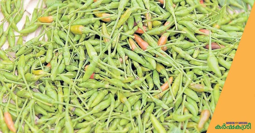 kanthari-chilli kanthari-chilli