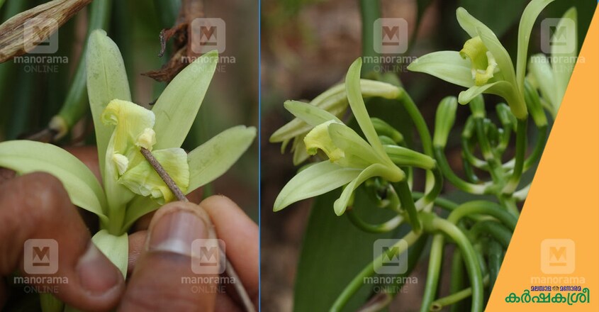 vanilla-2 vanilla-2