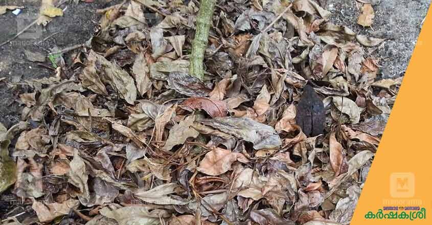 mulching mulching