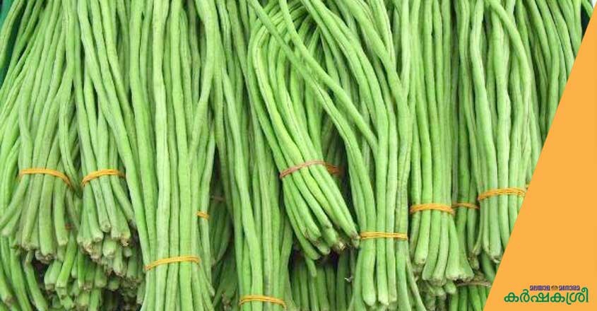 pea pea