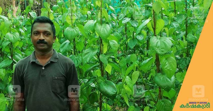betel betel