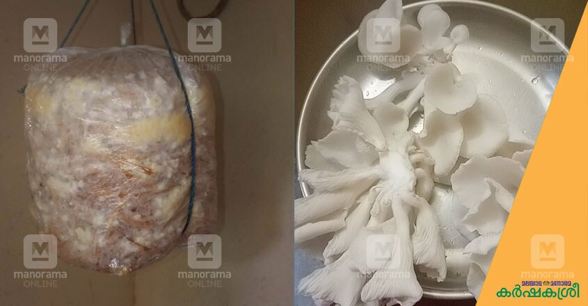 mushroom-5 mushroom-5