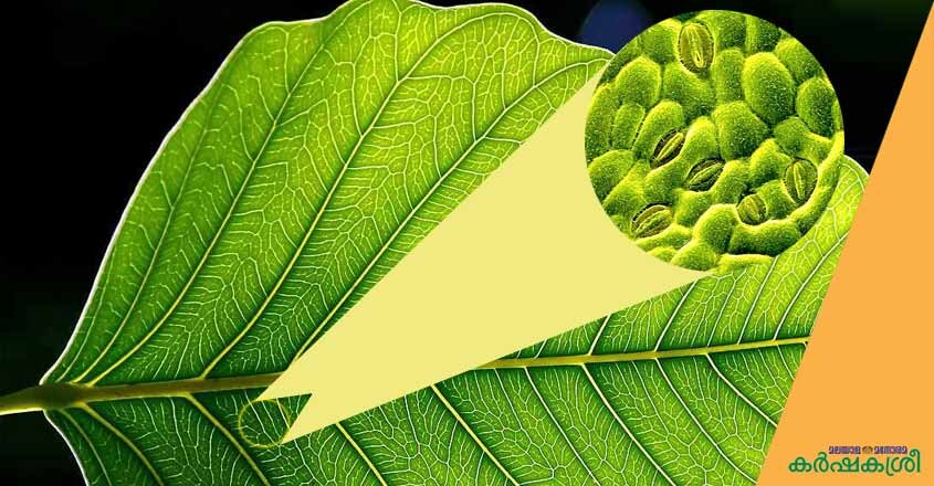 plant-eye-1 plant-eye-1