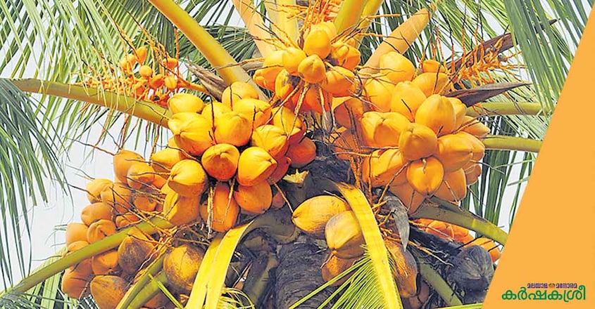 coconut-kalpa-surya coconut-kalpa-surya