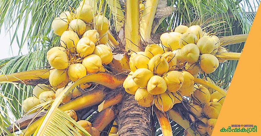 coconut-kalpajyoti