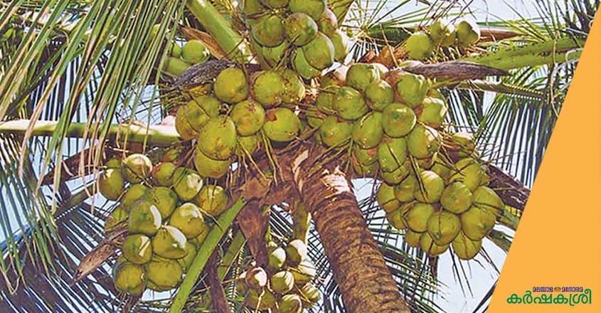coconut-kalparaksha