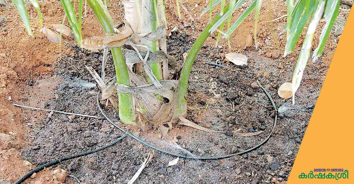 തെങ്ങിനുവേണം തുള്ളിനന; ഒപ്പം സ്വീകരിക്കാം കീടനിയന്ത്രണ മാർഗങ്ങളും