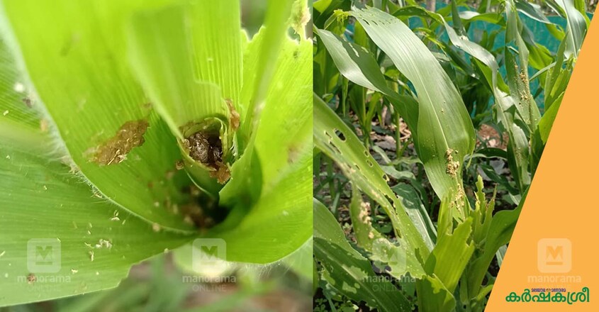 fall-army-worm-attack fall-army-worm-attack