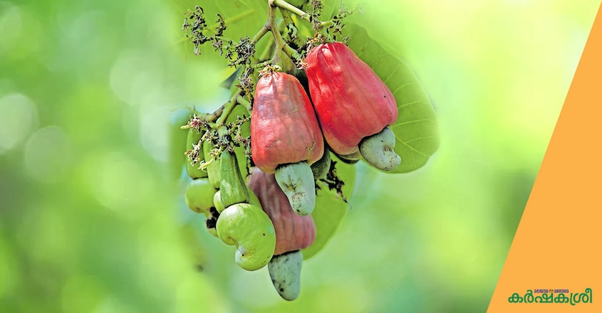 cashew-fruit