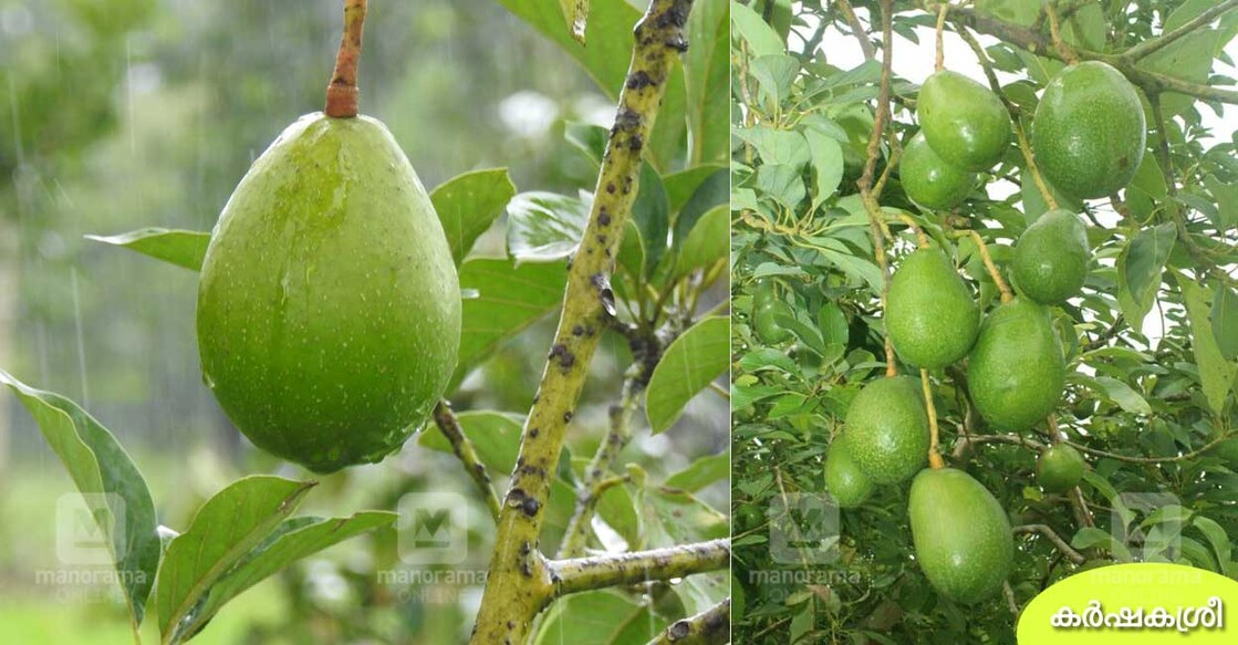 IIHR-Avocado IIHR-Avocado