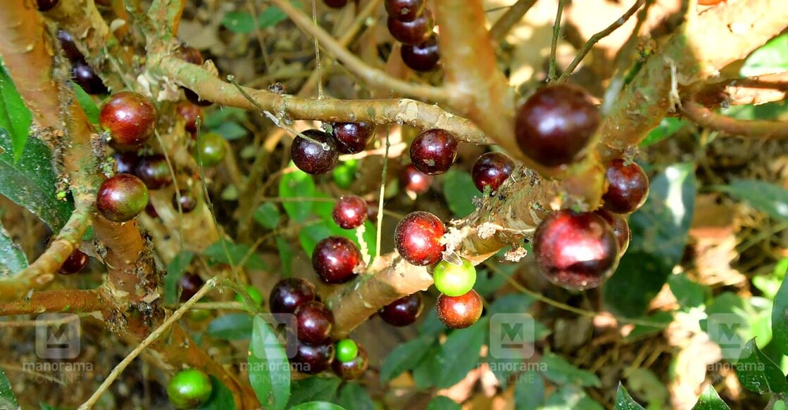 jabuticaba-karshakasree