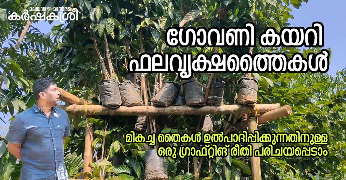 fruit-trees-grafting fruit-trees-grafting