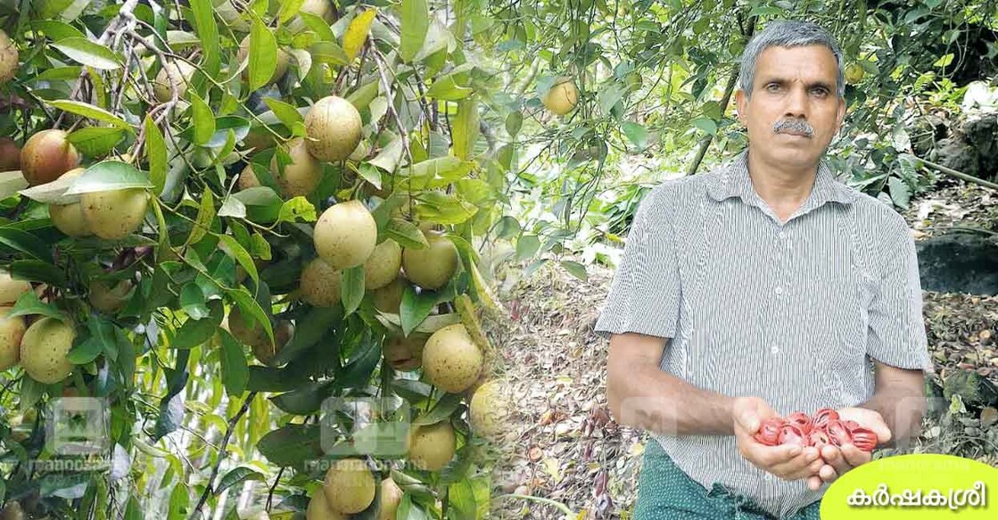 nutmeg-farming nutmeg-farming