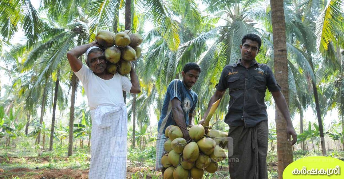 coconut-1 coconut-1